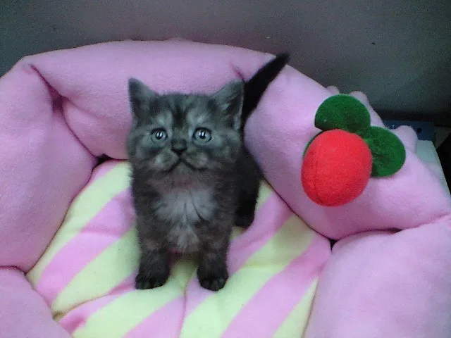 ID：1312-00191の子猫