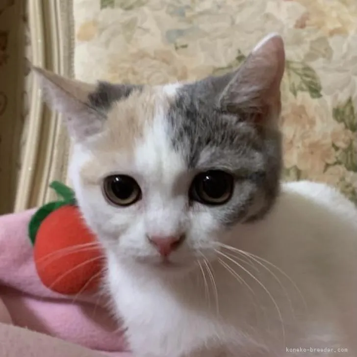 ID：2206-02198の子猫
