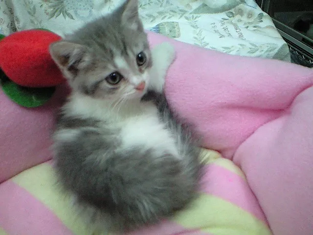 ID：1404-00279の子猫