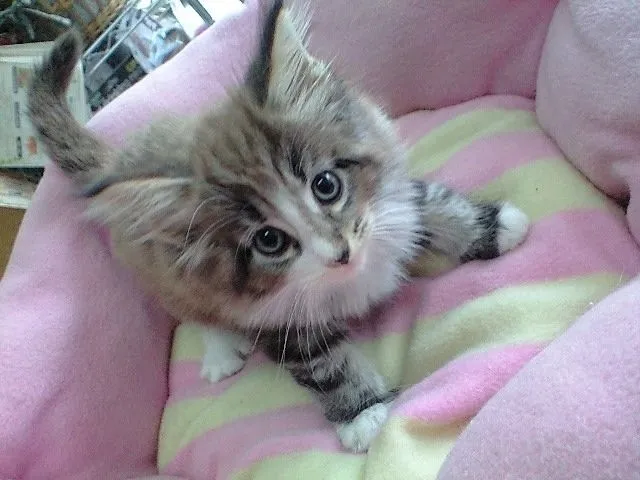 ID：1409-00016の子猫