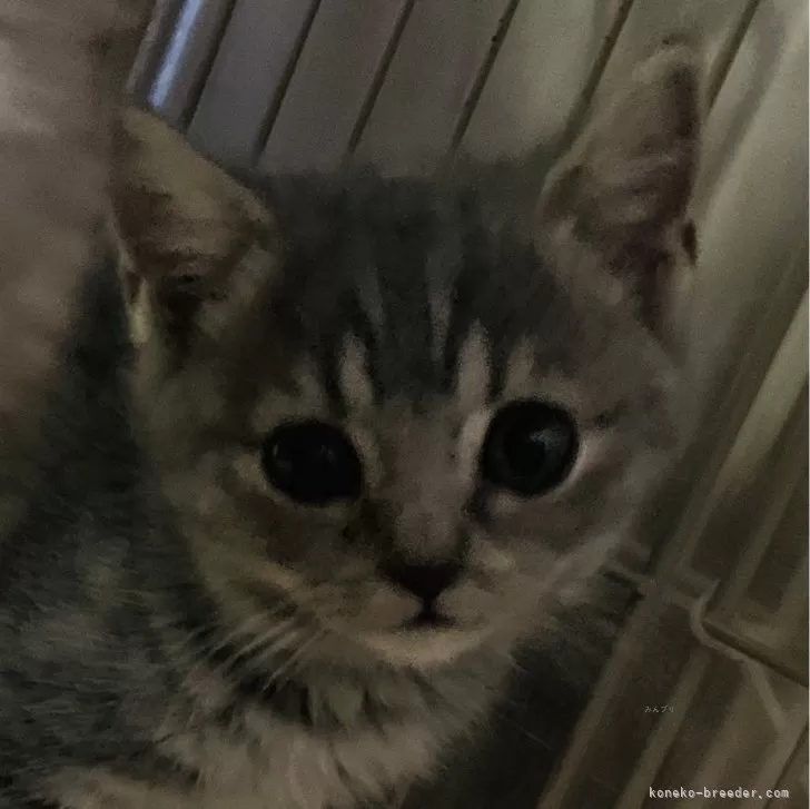 ID：2405-03568の子猫