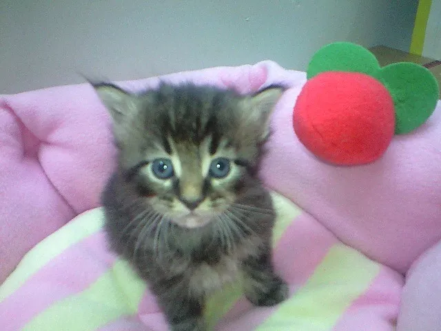 ID：1403-00007の子猫