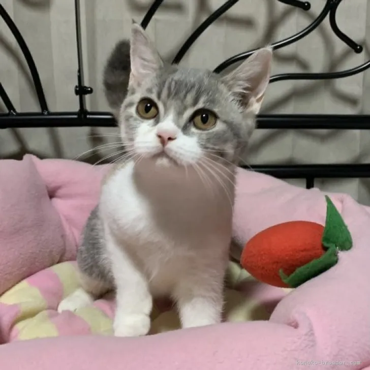 ID:2303-02042の子猫