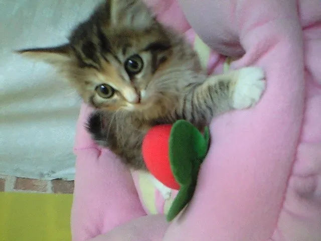 ID：1407-00077の子猫