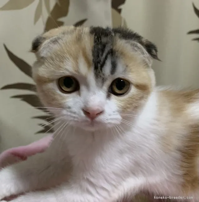 ID:2110-00190の子猫