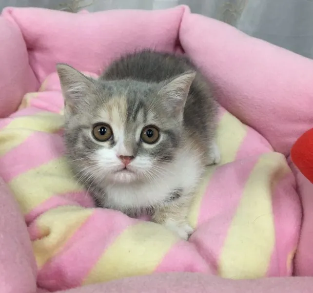 ID:1503-00082の子猫