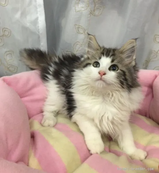 ID：1508-00219の子猫