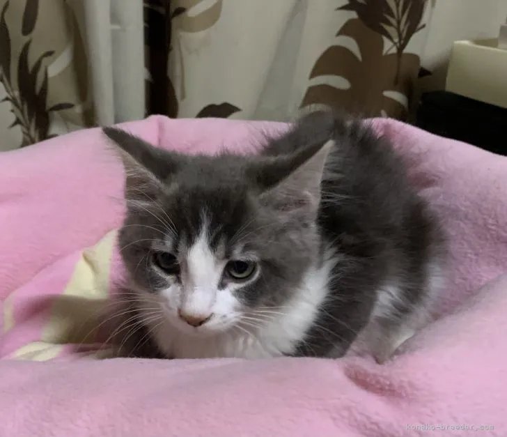 ID:2109-00584の子猫