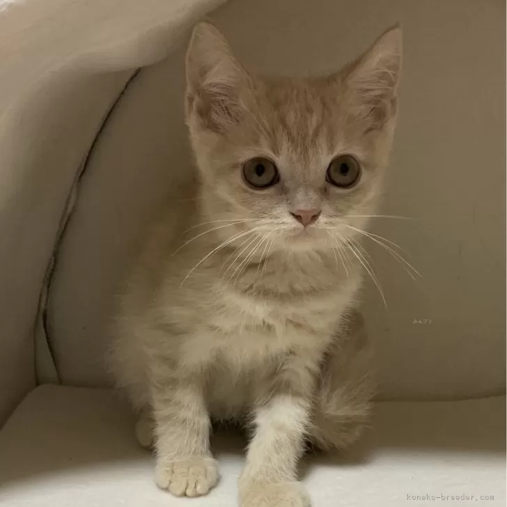 ID：2403-01883の子猫