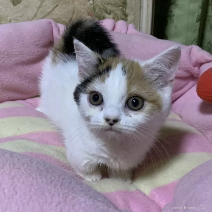 ID：2408-02367の子猫