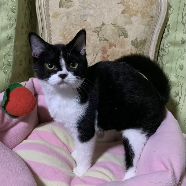 ID：2409-01504の子猫