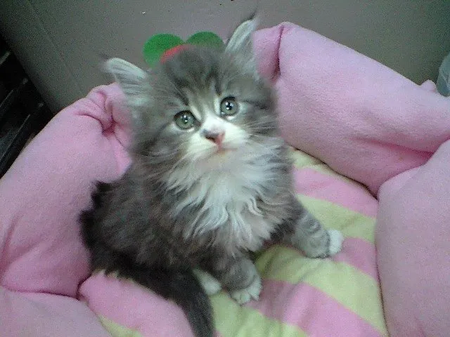 ID:1410-00082の子猫