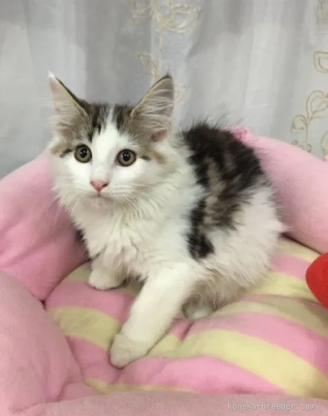 ID：1507-00376の子猫