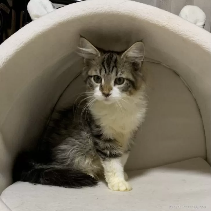 ID:2405-01256の子猫