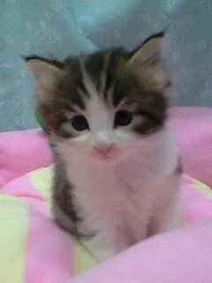 ID:1308-00324の子猫
