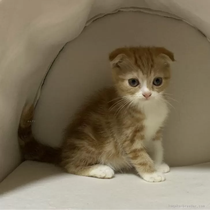 ID:2403-00081の子猫