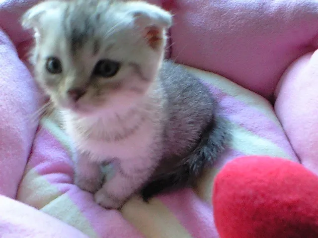 ID：1404-00004の子猫