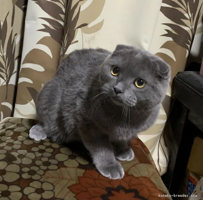 ID：2110-00189の子猫