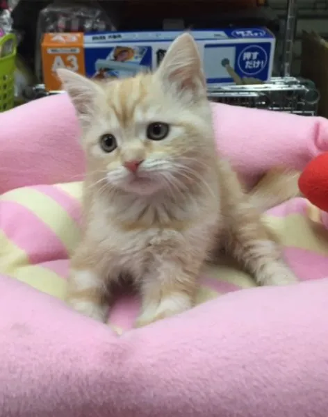 ID：1502-00099の子猫