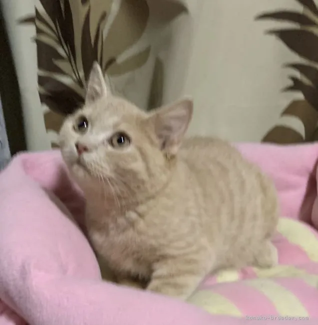 ID：2204-00513の子猫