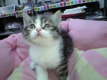 スコティッシュフォールド【神奈川県・男の子・2014年10月29日・ブラウンタビーホワイト】の写真「☆可愛いボーイブラウン君♪」