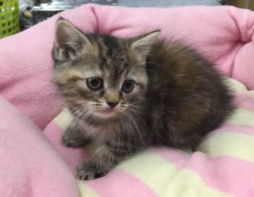 スコティッシュフォールド【神奈川県・女の子・2014年11月15日・ブラウンパッチドタビー（ショート）】の写真「☆可愛いまる目の可愛い女の子♪」