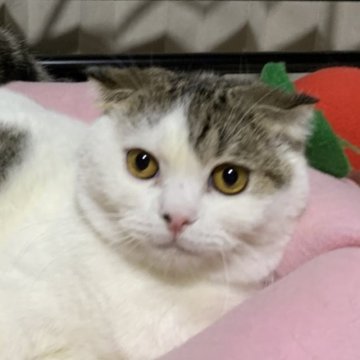スコティッシュフォールド【神奈川県・男の子・2022年11月27日・ブラウンタビーホワイト】の写真「めちゃめちゃおっとり君🎶」