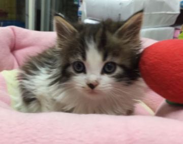 ノルウェージャンフォレストキャット【神奈川県・男の子・2014年11月9日・ブラウンタビーホワイト】の写真「可愛い男の子ちゃん♪」