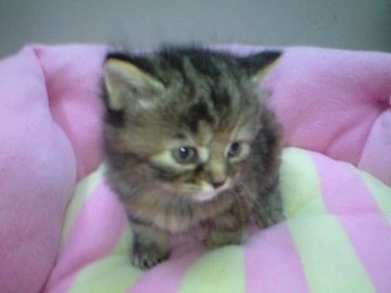 スコティッシュフォールド【神奈川県・女の子・2014年1月28日・ブラウンパッチドタビー（ロング）】の写真「モワモワ・モチモチ・の可愛い女の子♪」