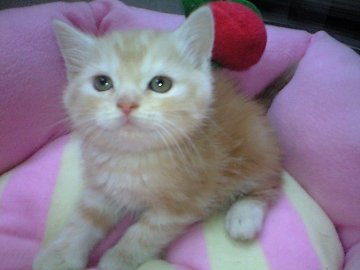 スコティッシュフォールド【神奈川県・男の子・2013年11月6日・カメオタビー】の写真「可愛い男の子♪」