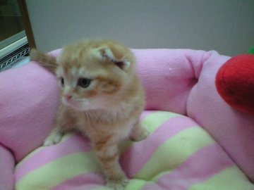 スコティッシュフォールド【神奈川県・女の子・2013年12月22日・レッドタビーホワイト】の写真「☆紅一点♪　折れ耳の可愛い女の子♪」