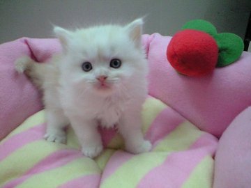 スコティッシュフォールド【神奈川県・男の子・2013年12月22日・カメオタビーホワイト（ロング）】の写真「ふわふわのロングの立耳の男の子♪」