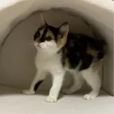 スコティッシュフォールド(立ち耳)【神奈川県・女の子・2024年1月16日・キャリコ】の写真1