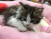 ノルウェージャンフォレストキャット【神奈川県・男の子・2014年11月9日・ブラウンタビーホワイト】の写真2