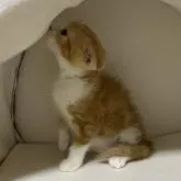 スコティッシュフォールド(折れ耳)【神奈川県・男の子・2022年11月27日・レッドタビーホワイト】の写真3