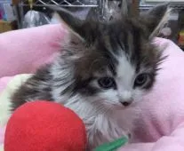 ノルウェージャンフォレストキャット【神奈川県・男の子・2014年11月9日・ブラウンタビーホワイト】の写真3