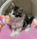 ノルウェージャンフォレストキャット【神奈川県・女の子・2023年1月30日・ブラウンタビーホワイト】の写真3