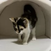 スコティッシュフォールド(立ち耳)【神奈川県・女の子・2024年1月16日・キャリコ】の写真4