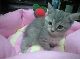 マンチカン【神奈川県・女の子・2013年8月10日・】の写真5