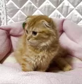 スコティッシュフォールド(折れ耳)【神奈川県・男の子・2025年7月6日・レッドタビー】の写真10