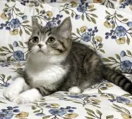 スコティッシュフォールド(立ち耳)【神奈川県・女の子・2025年12月10日・ブラウンタビーホワイト】の写真10