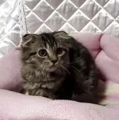 スコティッシュフォールド(折れ耳)【神奈川県・男の子・2025年5月29日・ブラウンタビー】の写真10