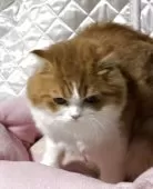 スコティッシュフォールド(折れ耳)【神奈川県・男の子・2025年3月15日・レッドタビーホワイト】の写真10
