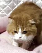 スコティッシュフォールド(折れ耳)【神奈川県・男の子・2025年3月15日・レッドタビーホワイト】の写真11