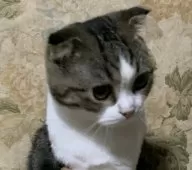 スコティッシュフォールド(折れ耳)【神奈川県・男の子・2024年4月7日・ブラウンタビーホワイト】の写真11