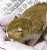 スコティッシュフォールド(折れ耳)【神奈川県・男の子・2025年3月15日・レッドタビーホワイト】の写真12