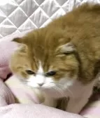 スコティッシュフォールド(折れ耳)【神奈川県・男の子・2025年3月15日・レッドタビーホワイト】の写真13