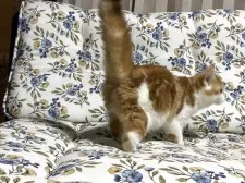 スコティッシュフォールド(立ち耳)【神奈川県・女の子・2025年7月21日・レッドタビーホワイト】の写真14