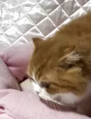 スコティッシュフォールド(折れ耳)【神奈川県・男の子・2025年3月15日・レッドタビーホワイト】の写真14