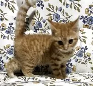 スコティッシュフォールド(立ち耳)【神奈川県・男の子・2025年12月10日・レッド・ルディ系】の写真14